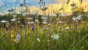 Erhalt der Artenvielfalt: Welchen Anteil die Förderflächen an der Landschaft ausmachen, spielt die wichtigste Rolle.