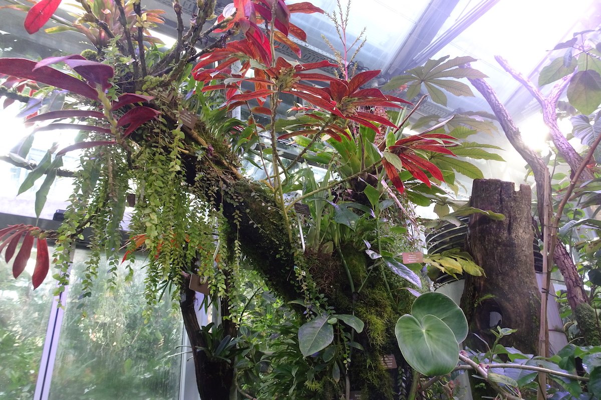 Epiphyten im Nebelwaldhaus Basel