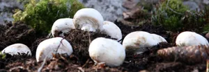 Wer einen Pilzgarten anlegt, sollte einen schattigen, windgeschützten Platz wählen.