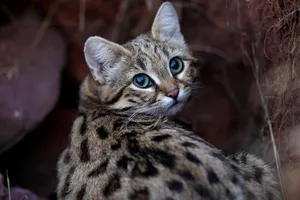 Die Schwarzfusskatze (Felis nigripes) lebt im südlichen Afrika und ist die kleinste Katzenart überhaupt.