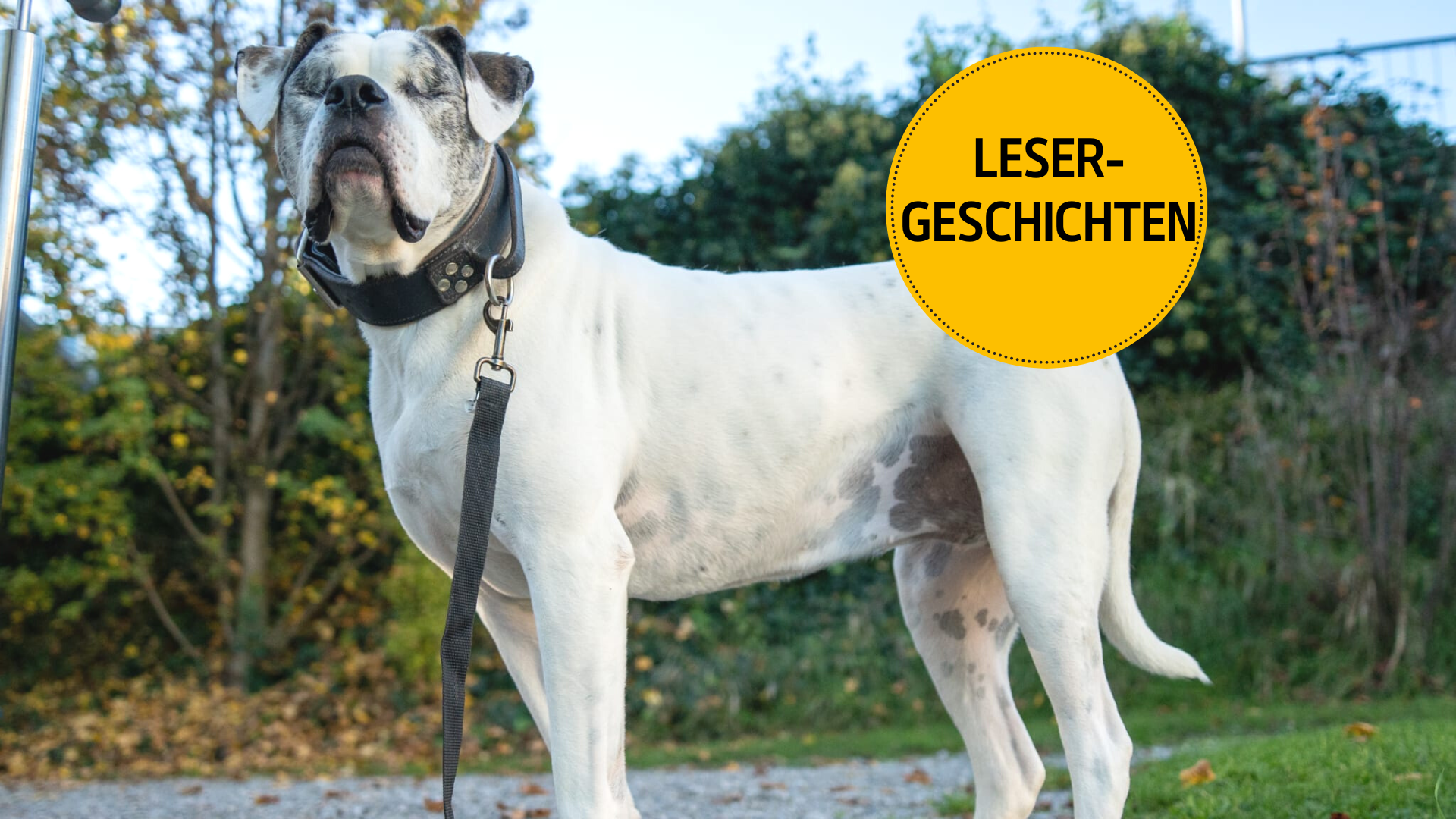 Wie Hündin Marie ihrer Vergangenheit und ihrem Blindsein trotzt