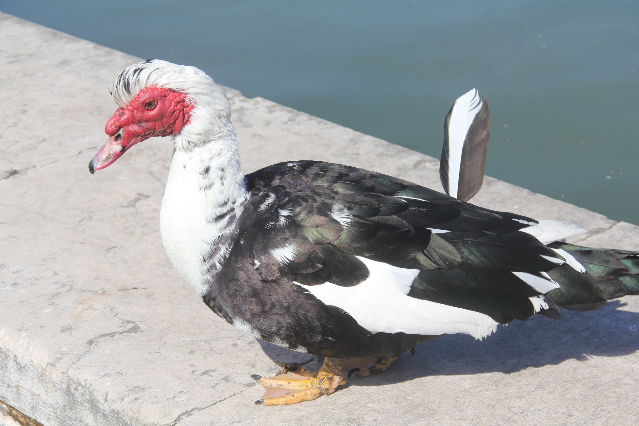 Moschusenten geben keinen Laut von sich