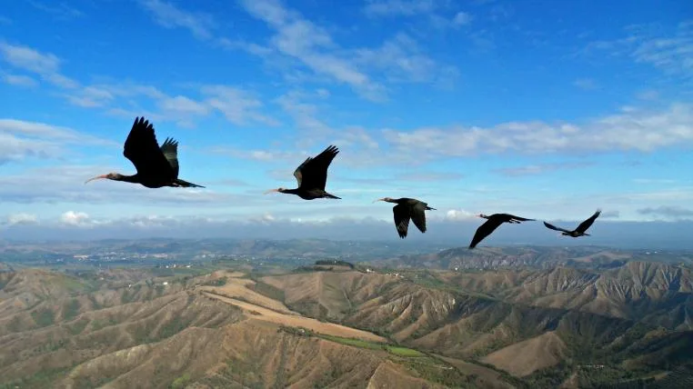 e3533994283d51e5532025ff7e039d315547aef2 waldrapp11.jpg