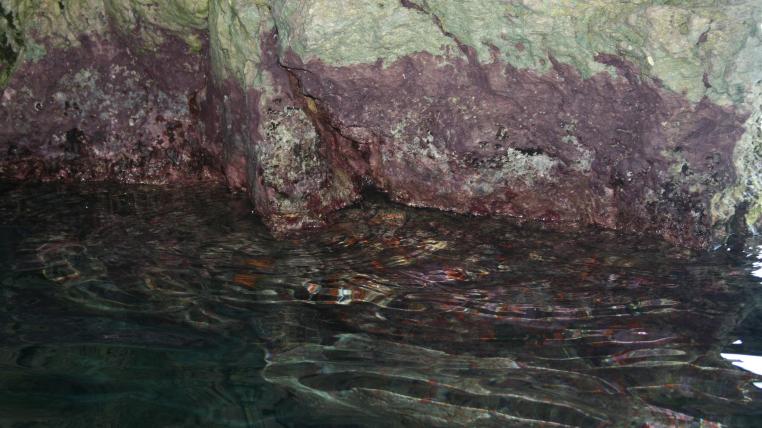 Cyanobakterien in der blauen Grotte
