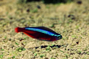 Der Rote Neon ist ein gängiger Fisch, der oft abgegeben wird.