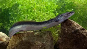 Aale sind Fische, über deren Lebensweise vieles noch nicht bekannt ist.