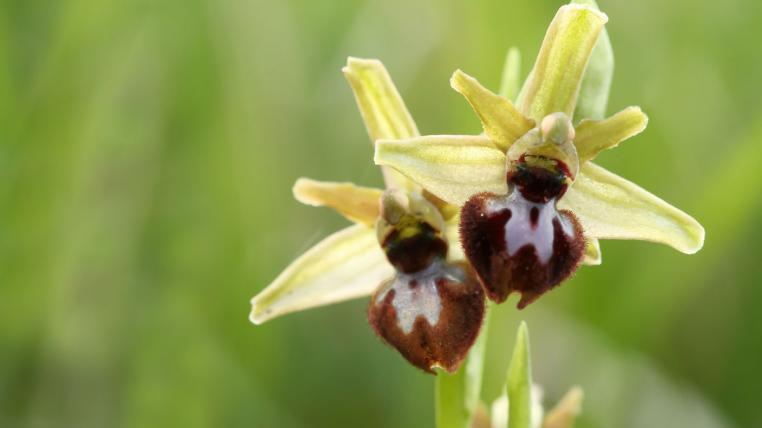 diebe-stehlen-orchideen-deutschland.jpg