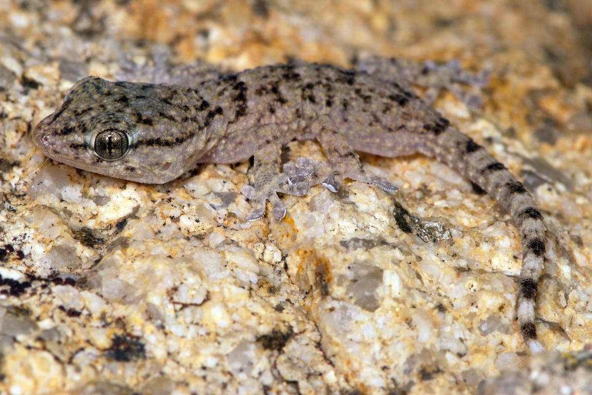 Mauergeckos fühlen sich auch in der Schweiz heimisch.