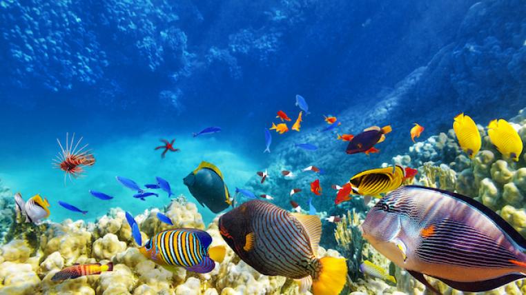 Great Barrier Reef