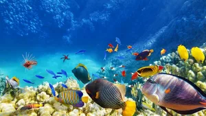 Immer wieder auferstanden: das Great Barrier Reef.