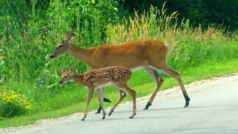 deerxing.jpg
