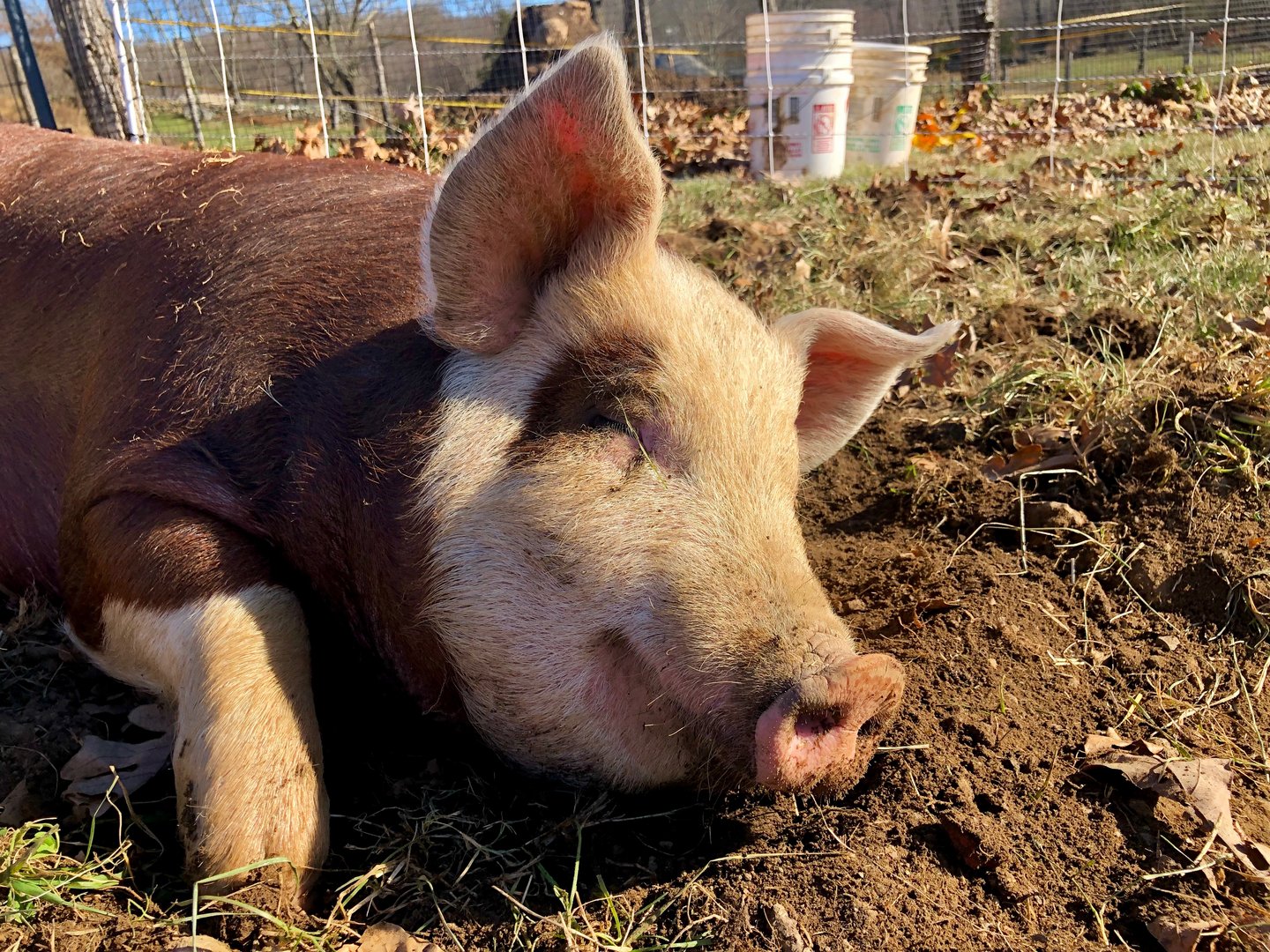 Tierische Helfer in der Permakultur: Vom Bodenbearbeiter bis zum Mäusejäger