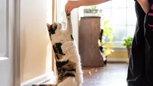 Die zusätzliche Zeit zuhause kann man nutzen, um seiner Katze ein paar Tricks beizubringen.