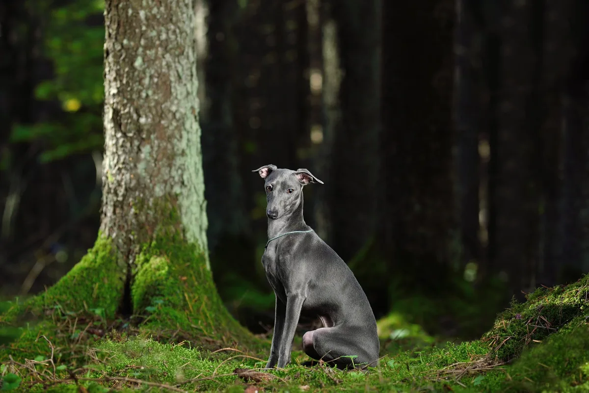 shutterstock_2331717725 Italienisches Windspiel – der kleine Windhund