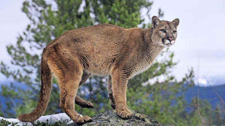 Puma auf Felsen