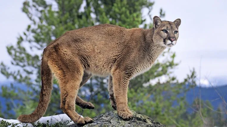 a332fd8b05d6e4665b85931da907130651377bd1 Puma auf Felsen