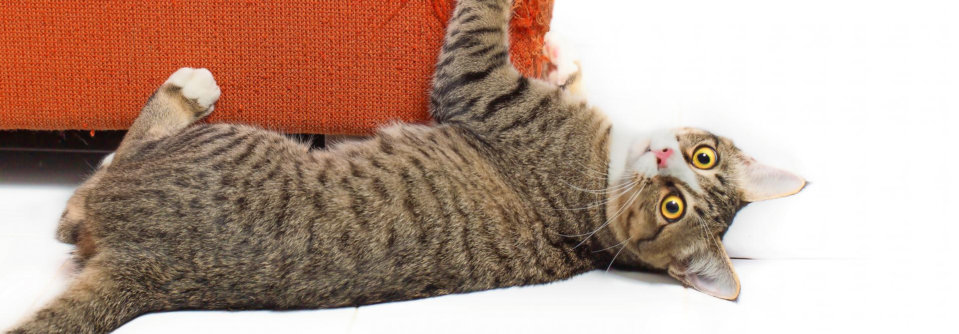 Katze kratzt an Sofa