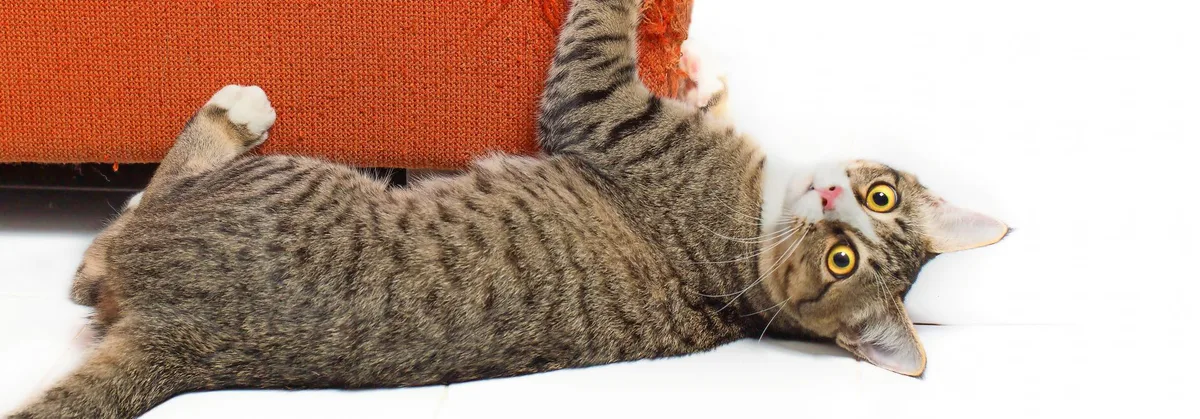 7bc2628371bd1d4bed010340cdc8754ef449f737 Katze kratzt an Sofa