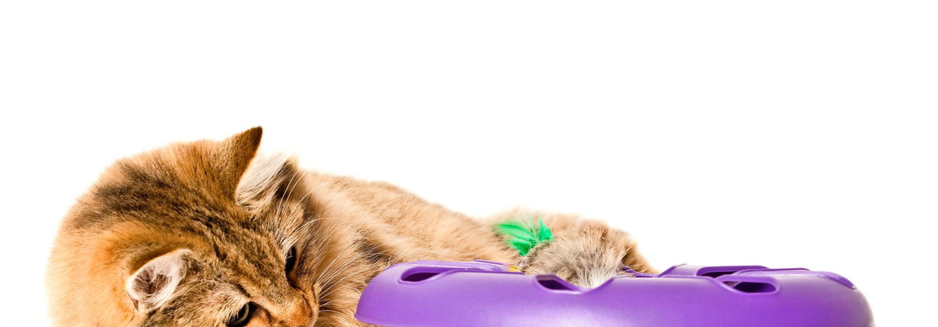 intelligenzspielzeug-katzen.jpg