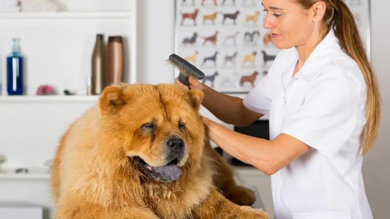 2ce18b946f8ab3fd4649651f414d3a5312d72bdb Chowchow im Hundesalon