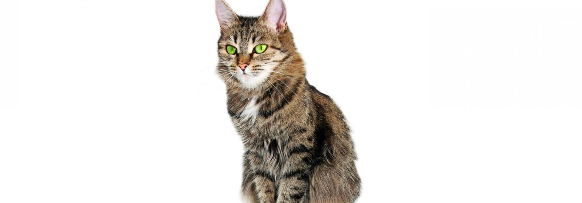 Katze sitzt auf Bücherstapel