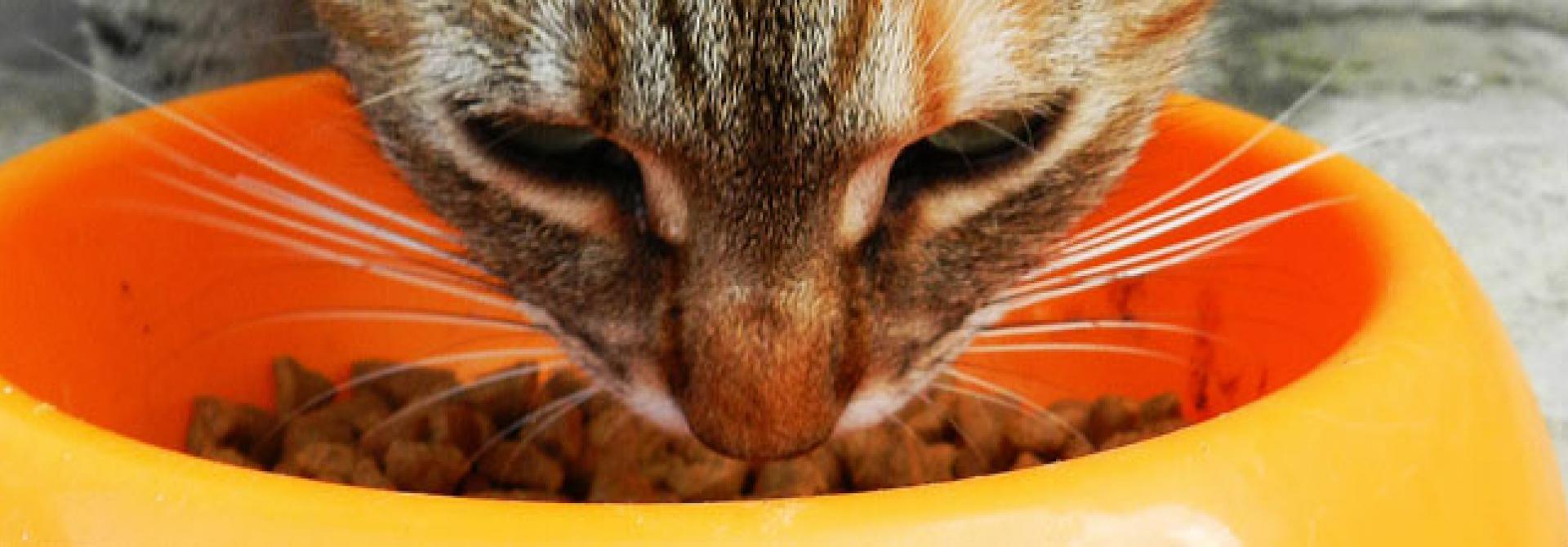katze-fressnapf.jpg