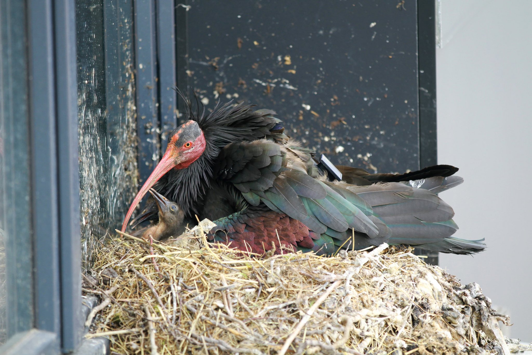 Nach 400 Jahren wieder Waldrapp-Nachwuchs in der Schweiz