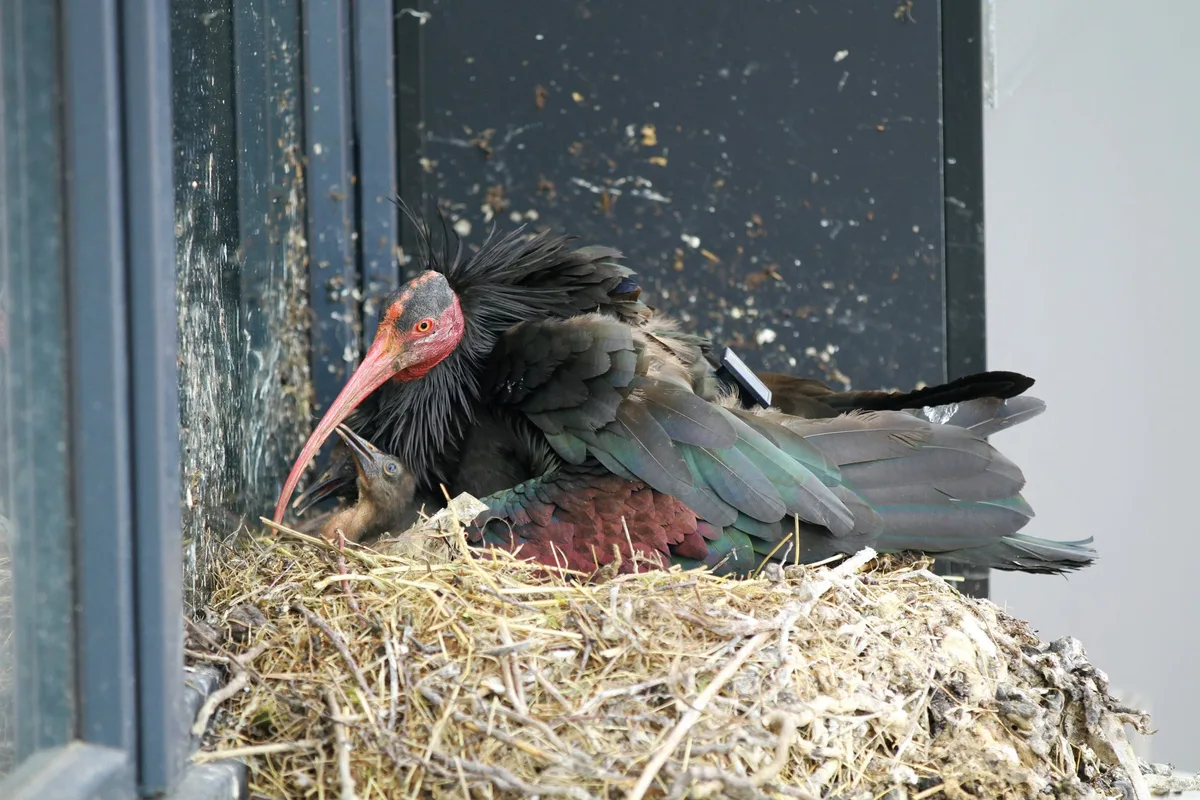 l-brut-ruemlang-foto-j-fritz-3-b Nach 400 Jahren wieder Waldrapp-Nachwuchs in der Schweiz