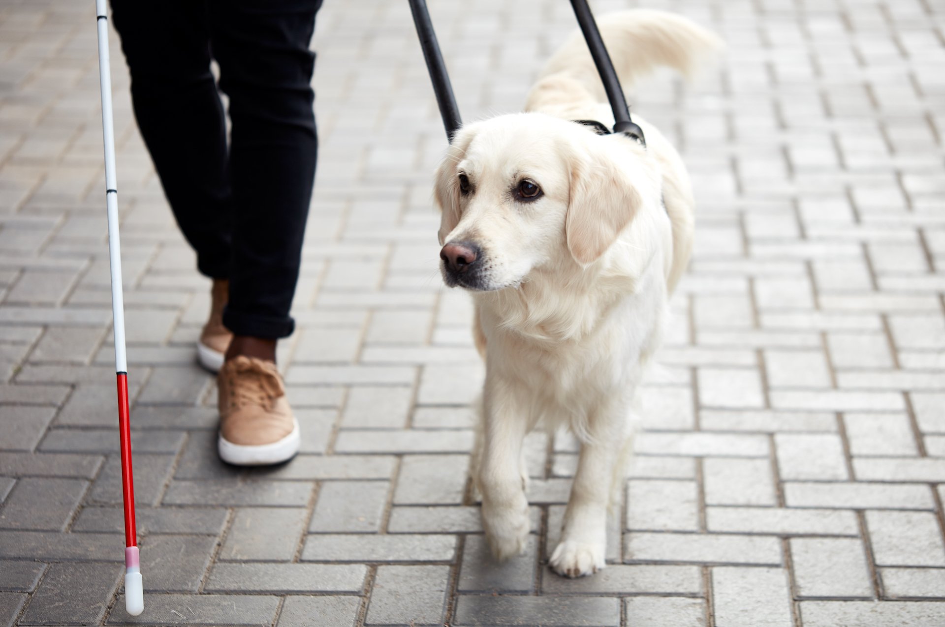 Patenfamilien ziehen Blindenhunde gross