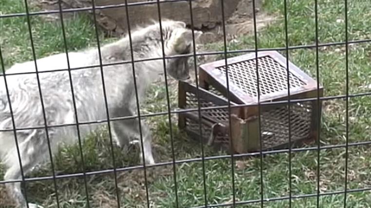 test-zoo.jpg