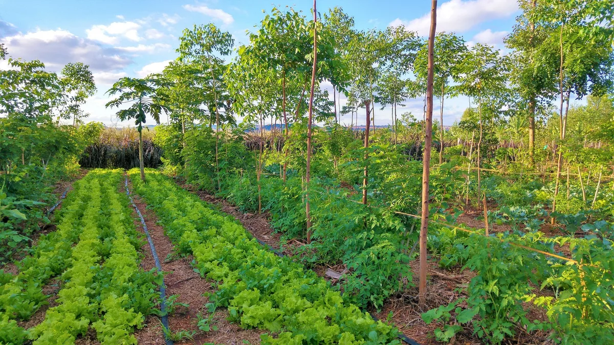 shutterstock_1245506659 10 Jahre Verein Permakultur-Landwirtschaft: Die bisherigen Meilensteine