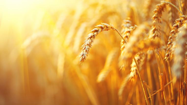 Weizen im goldenen Licht