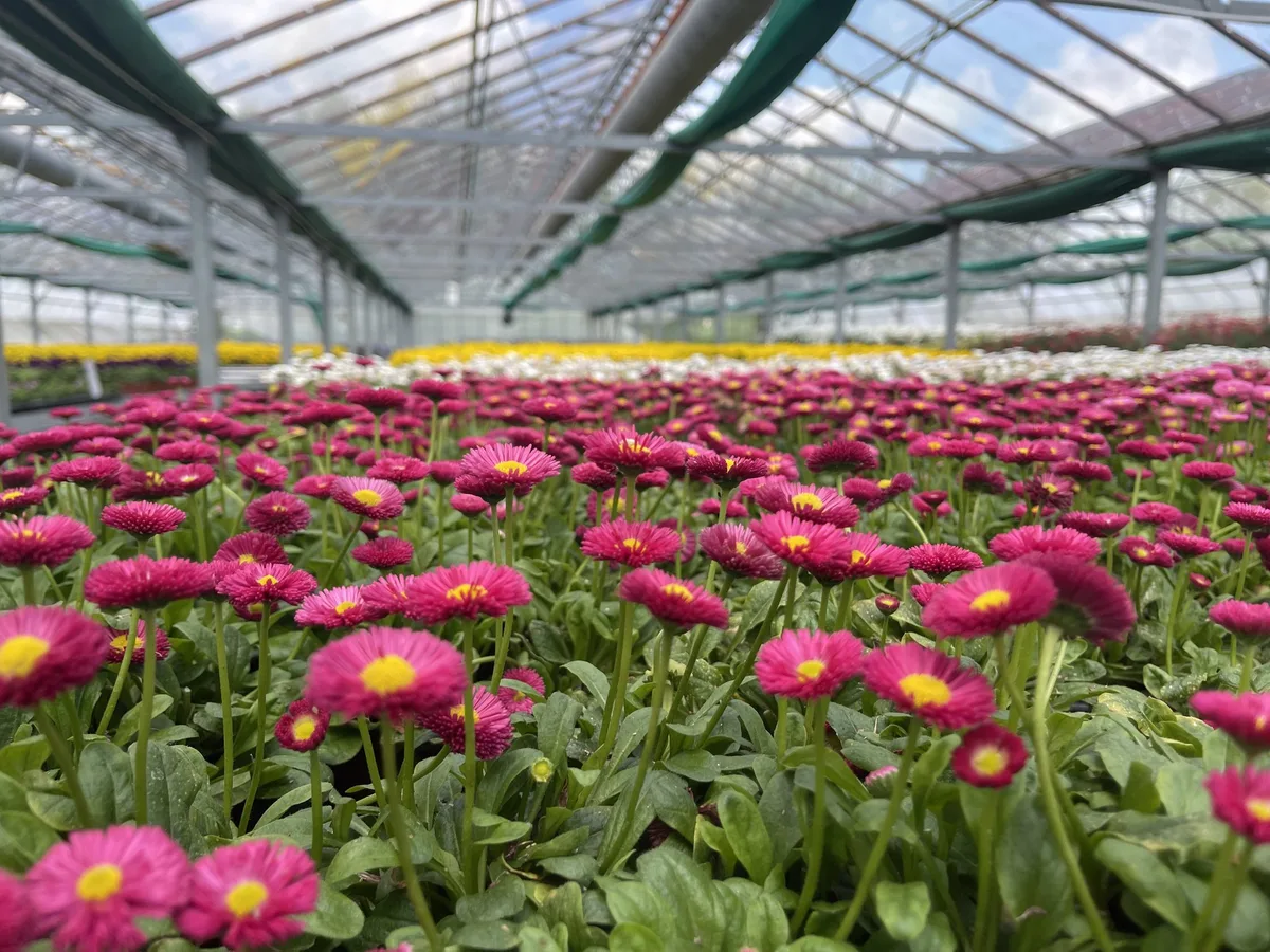 IMG_5678 Diese Blüten sind essbar