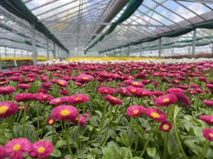 Sobald die Pflanzen Blüten tragen, können sie geerntet werden.