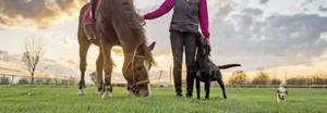 Sind Pferd und Hund aneinander gewöhnt, machen gemeinsame Ausritte allen Beteiligten Freude.