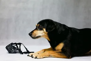 Es sollte schon früh begonnen werden, dem Hund das Tragen eines Maulkobes anzutrainieren – spielerisch.