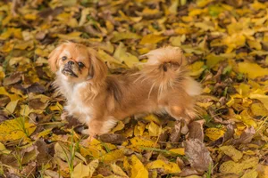 Der Tibet Spaniel ist ein kleiner, kompakter Hund mit mittellangem, weichem Fell und einer buschigen Rute, die über dem Rücken liegt.