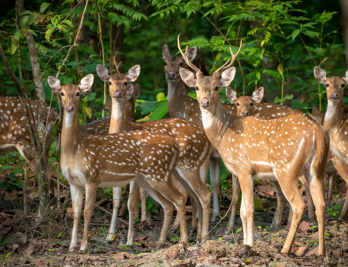 shutterstock_1124225189 Der Sikahirsch: Eingeführter Ausbrecherkönig