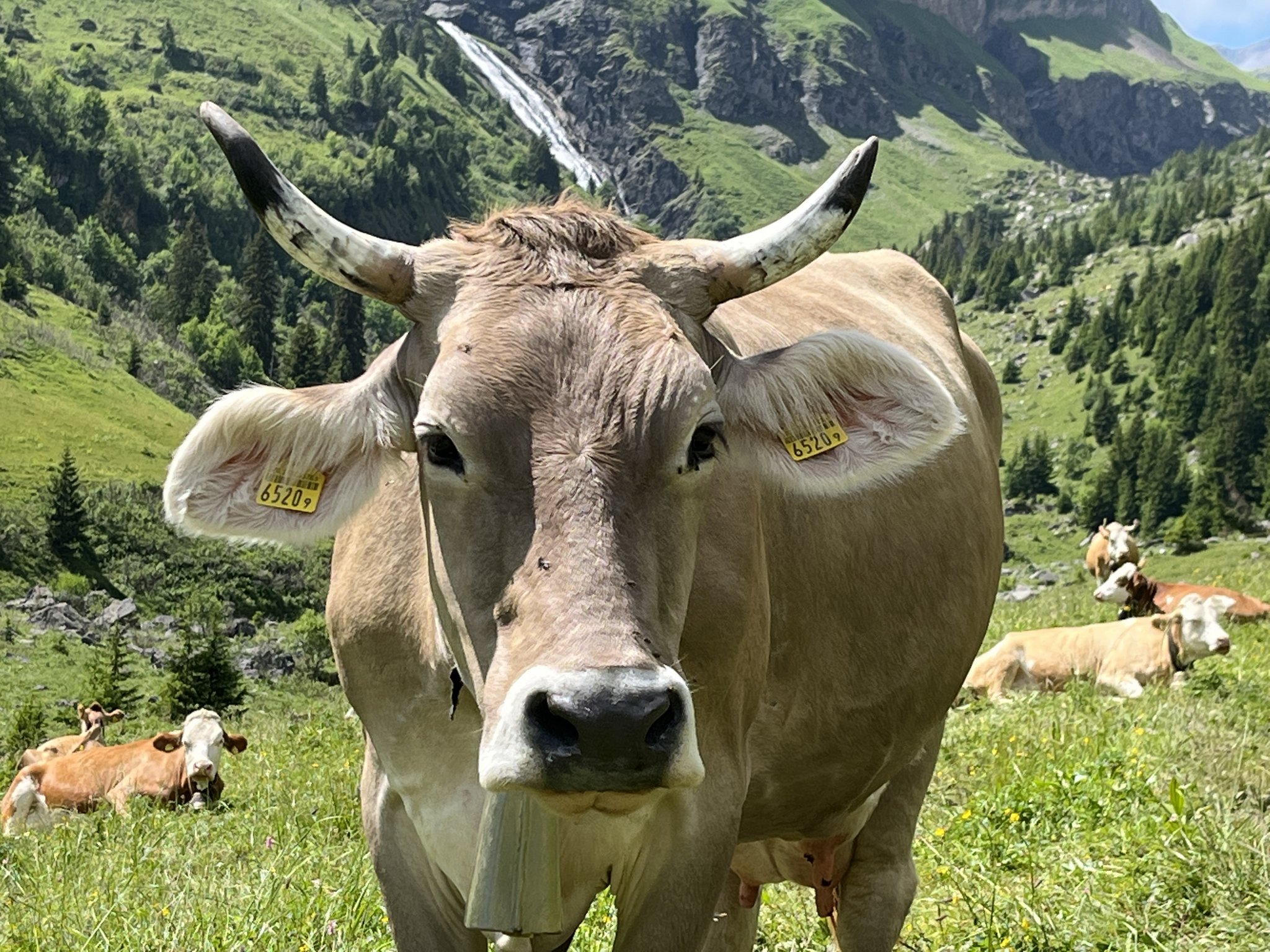 Schweizer Braunvieh: Vom Nationalsymbol zum Exportschlager
