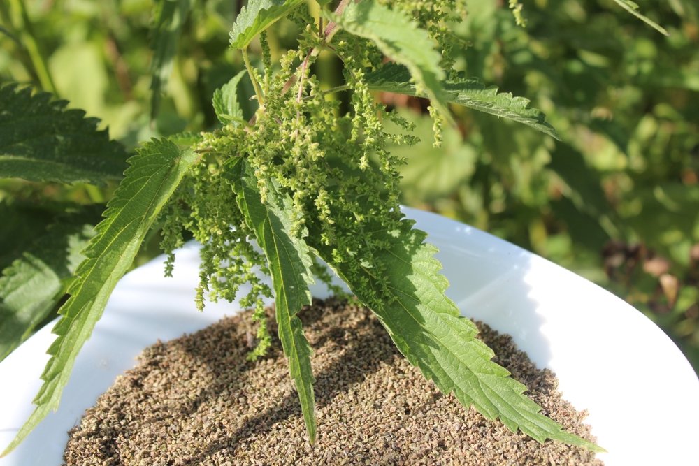 «Superfood» vor der Haustüre