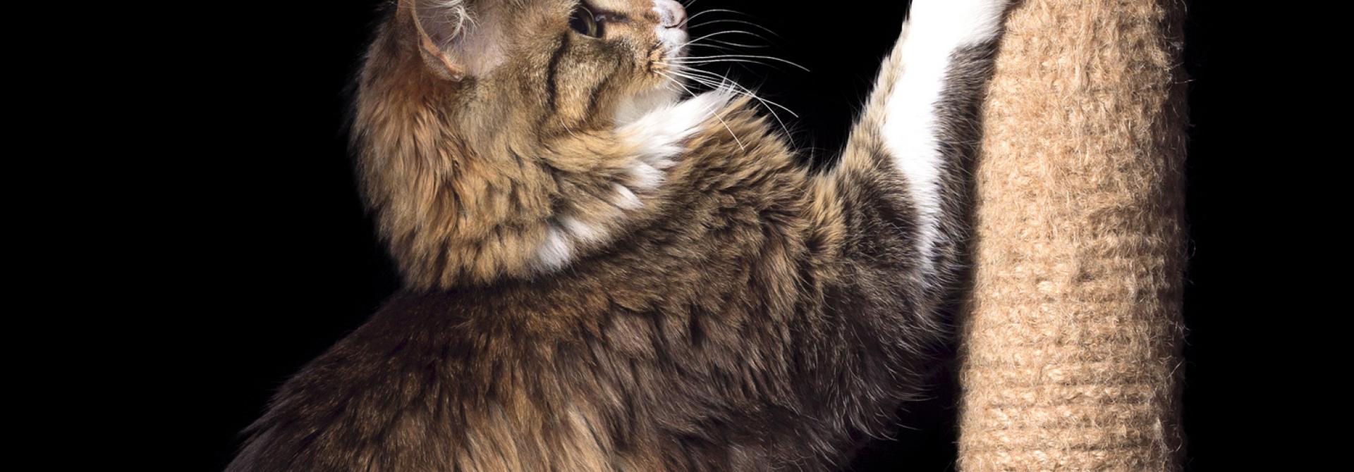 Katze am Katzbaum