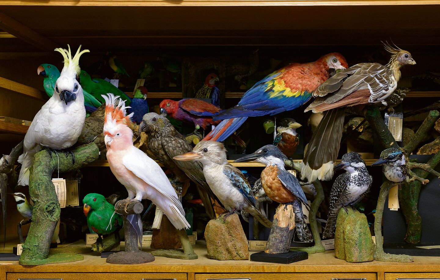 Papageien, Eisvögel und ein Hoatzin im Museum Alexander Koenig, Bonn (oben).