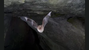 Die kleine Hufeisennase ist wie alle anderen Fledermaus-Arten in der Schweiz geschützt.