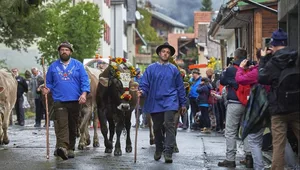 Schön geschmückte Kühe, Ziegen, Schafe und Glocken: Jeder kommt beim Alpabzug auf seine Kosten. Für weitere Eindrücke des Spektakels klicken Sie sich durch unsere Bildergalerie.