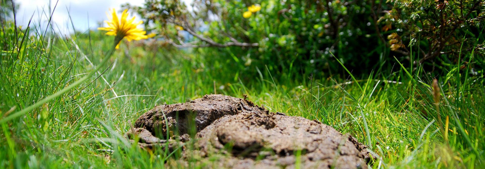 Kuhmist auf Wiese