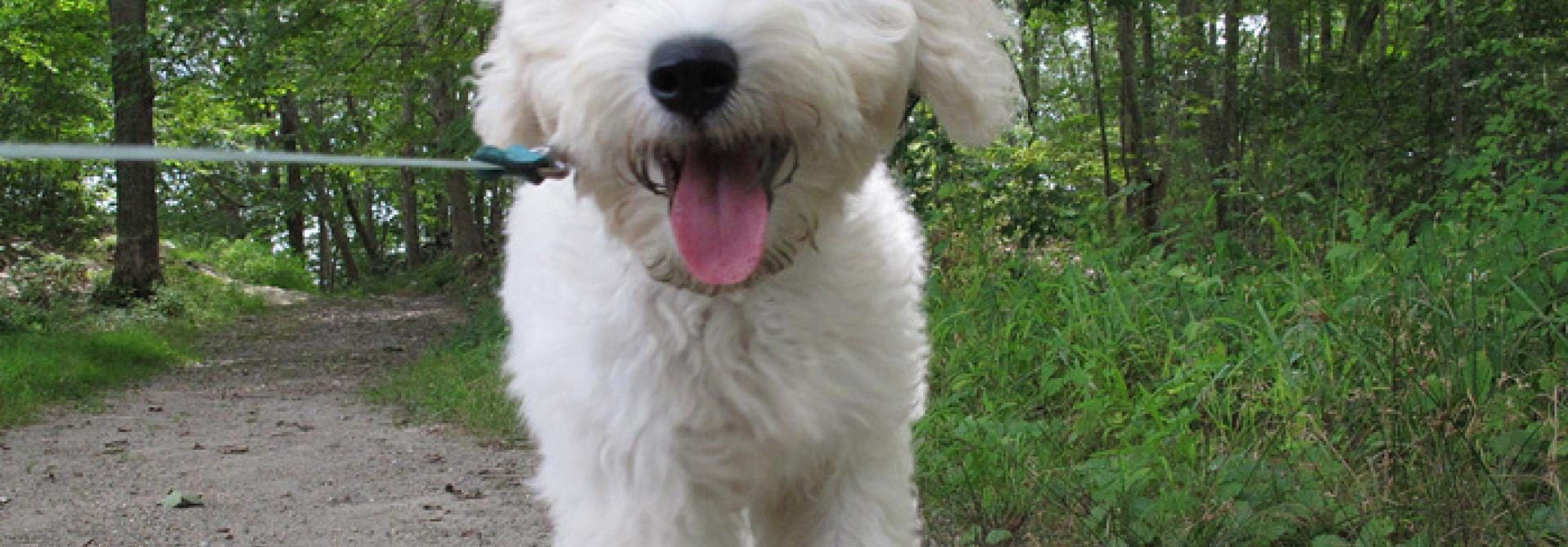 hund-spaziergang-1.jpg