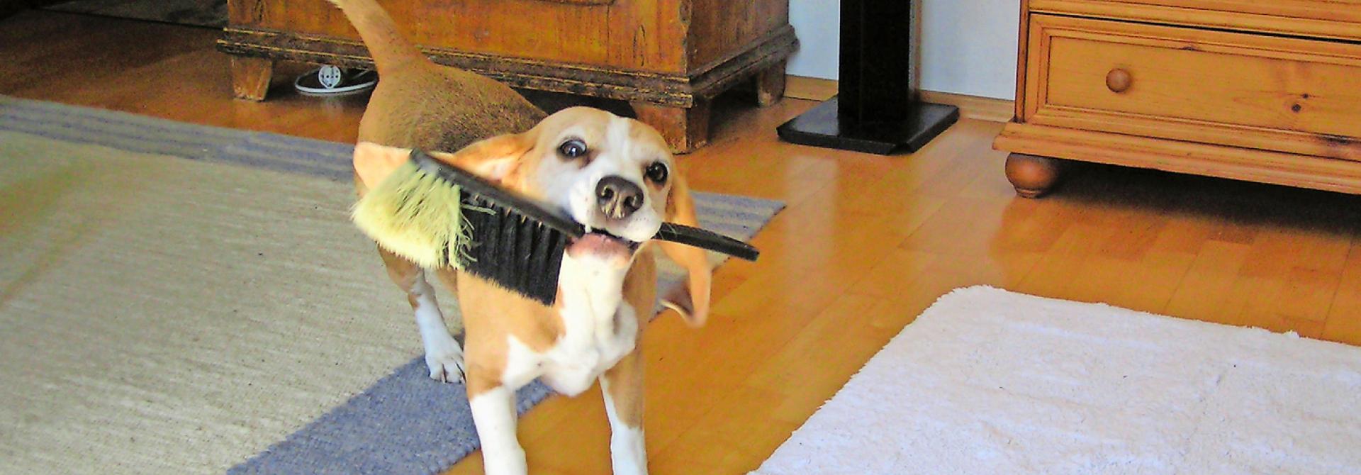 Hund bringt Wüscherli