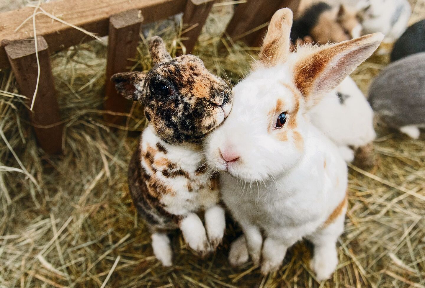 Kaninchen sind Gruppentiere. Sie müssen aber behutsam anein-ander gewöhnt werden.