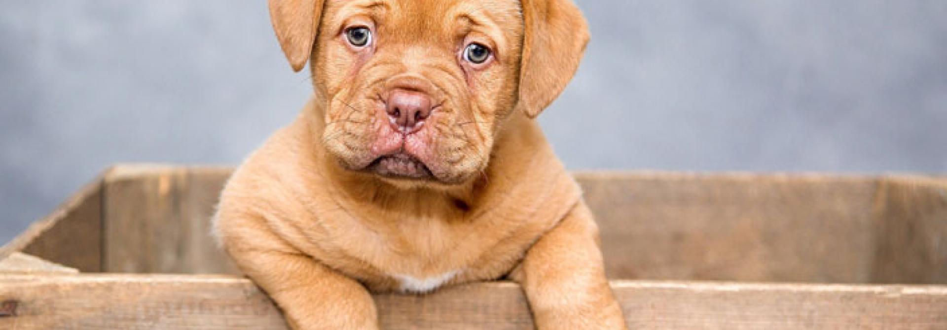 dogue-de-bordeaux-pixabay.jpg