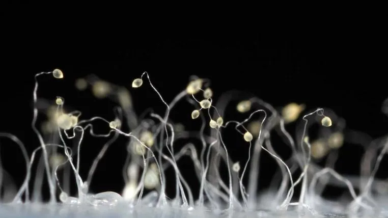 512c65d4c19d964f522d6dcb6d05b2b0973423a1 Dictyostelium